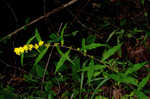 Wreath goldenrod